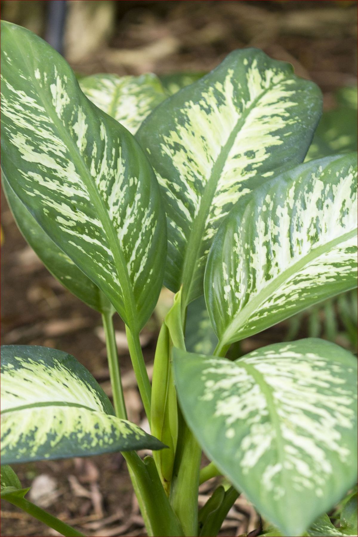 Trujące kwiaty doniczkowe - niebezpieczna ozdoba w Twoim domu? Poznaj te rośliny!