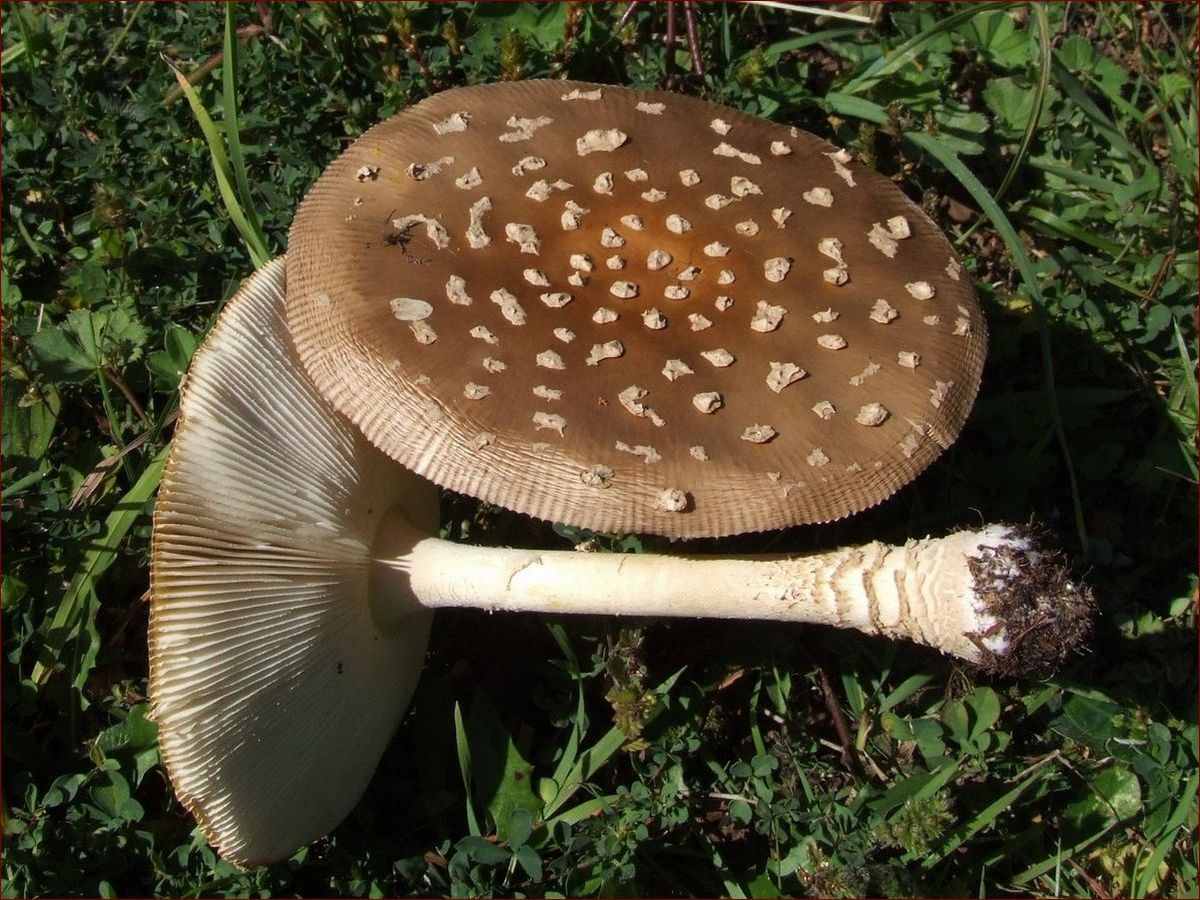 Trujące kwiaty ogrodowe - poznaj zagrożenie i sposoby zapobiegania zatruciom