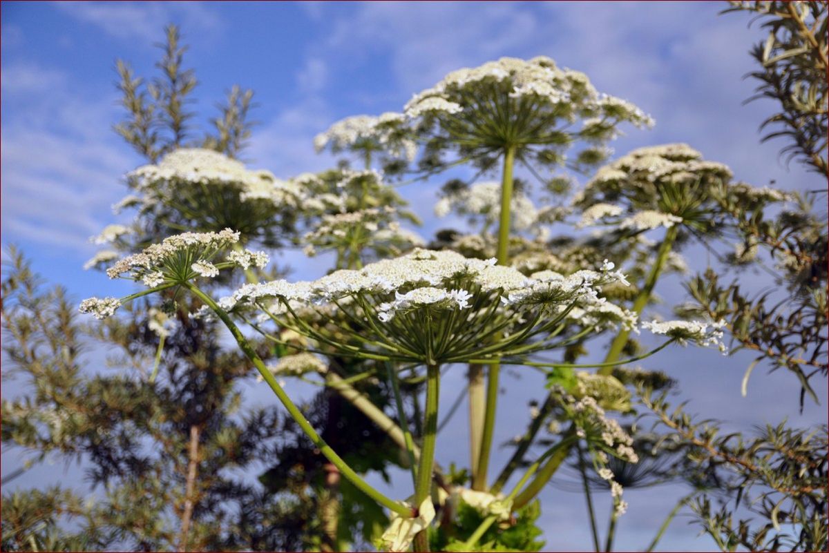 Trujące rośliny w Polsce: Przewodnik dla rodziców i ogrodników, jak uniknąć zatruć