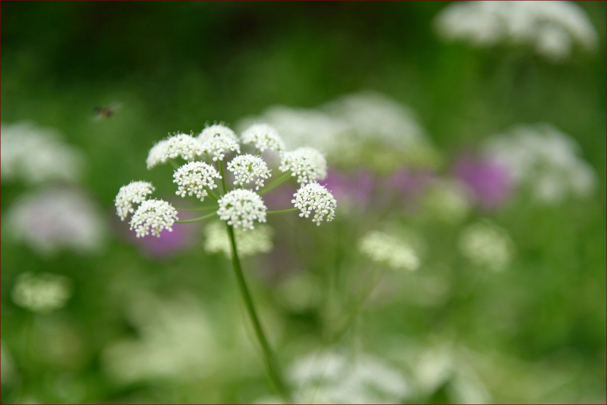Trujące rośliny w Polsce: Przewodnik dla rodziców i ogrodników, jak uniknąć zatruć