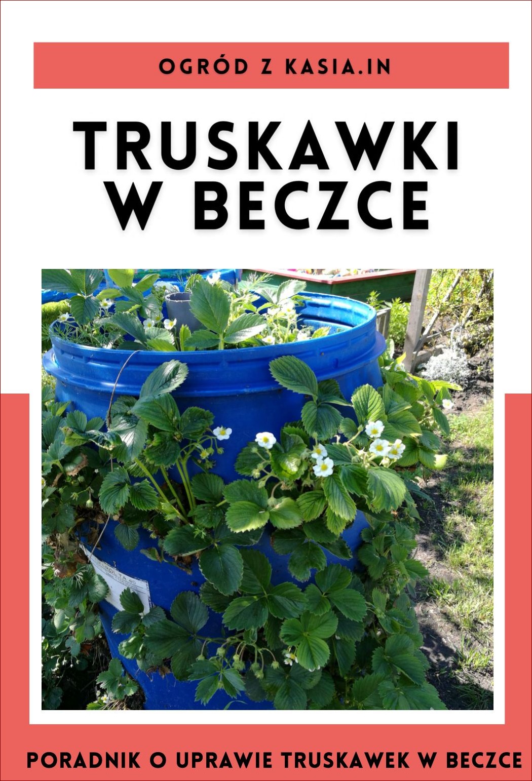 Truskawki w skrzyniach - jak cieszyć się pysznym smakiem przez cały rok?