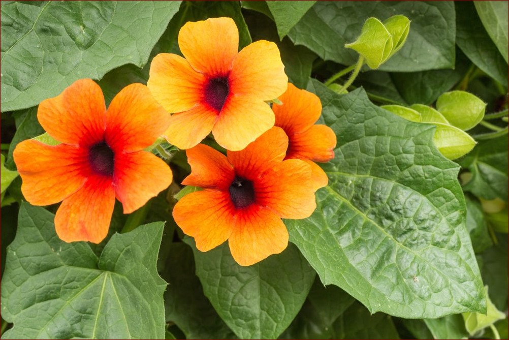 Trzykrotka jak dbać: Pielęgnacja krok po kroku dla obfitego kwitnienia