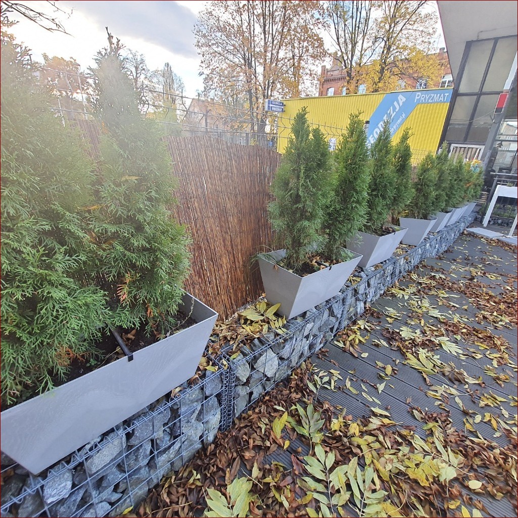Tuje w donicach - Ozdoby, które ożywią Twój dom i sprawią, że pokochasz rośliny () Tuje w donicach - Ozdoby, które ożywią Twój dom i sprawią, że pokochasz rośliny