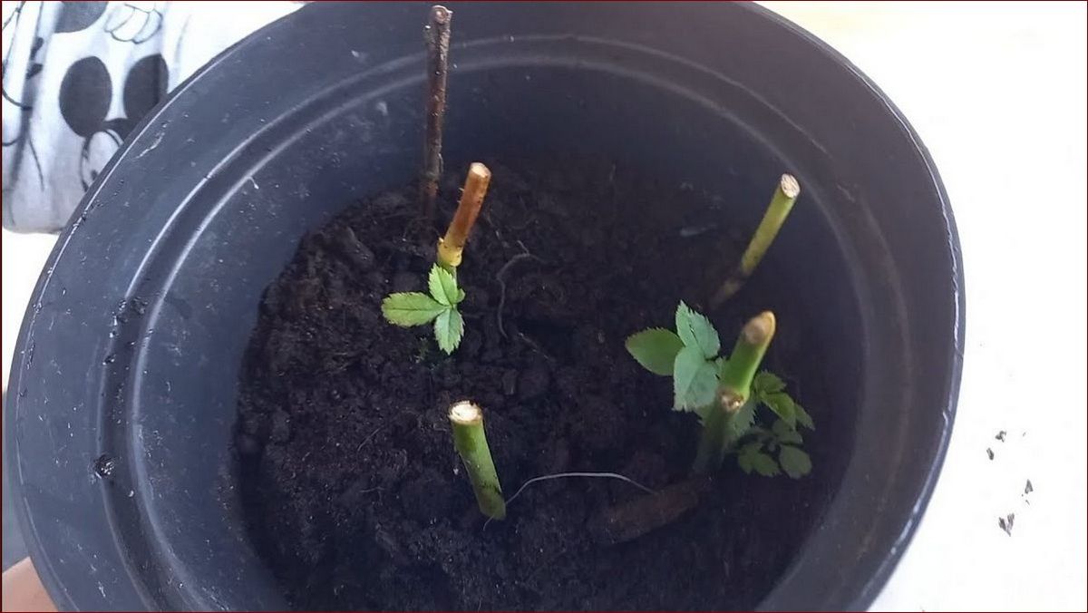 Ukorzenianie róż w wodzie - Łatwy sposób na piękne kwiaty bez wysiłku