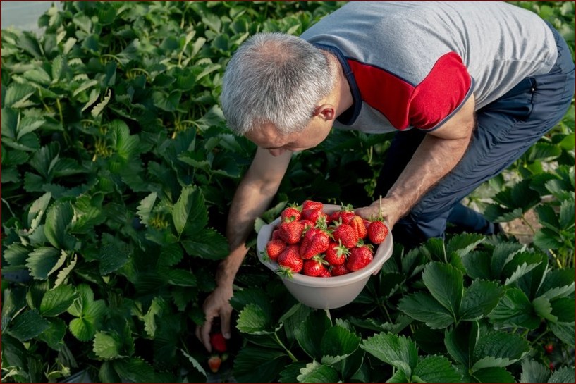 W czym sadzić truskawki? 7 sekretów obfitych zbiorów na każdej przestrzeni!
