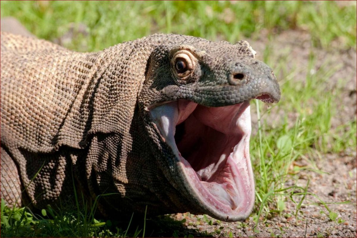 Waran z Komodo - Największy Współczesny Drapieżnik o Jadowitych Zębach