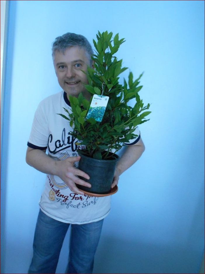 Wawrzyn w doniczce - uprawiaj aromatyczne zioło w domu dla wyjątkowego smaku