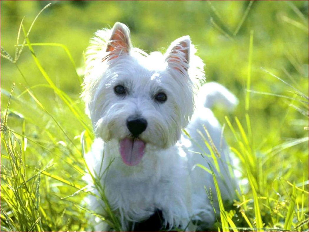 West Highland White Terrier - energiczny pies rodzinny idealny dla aktywnych