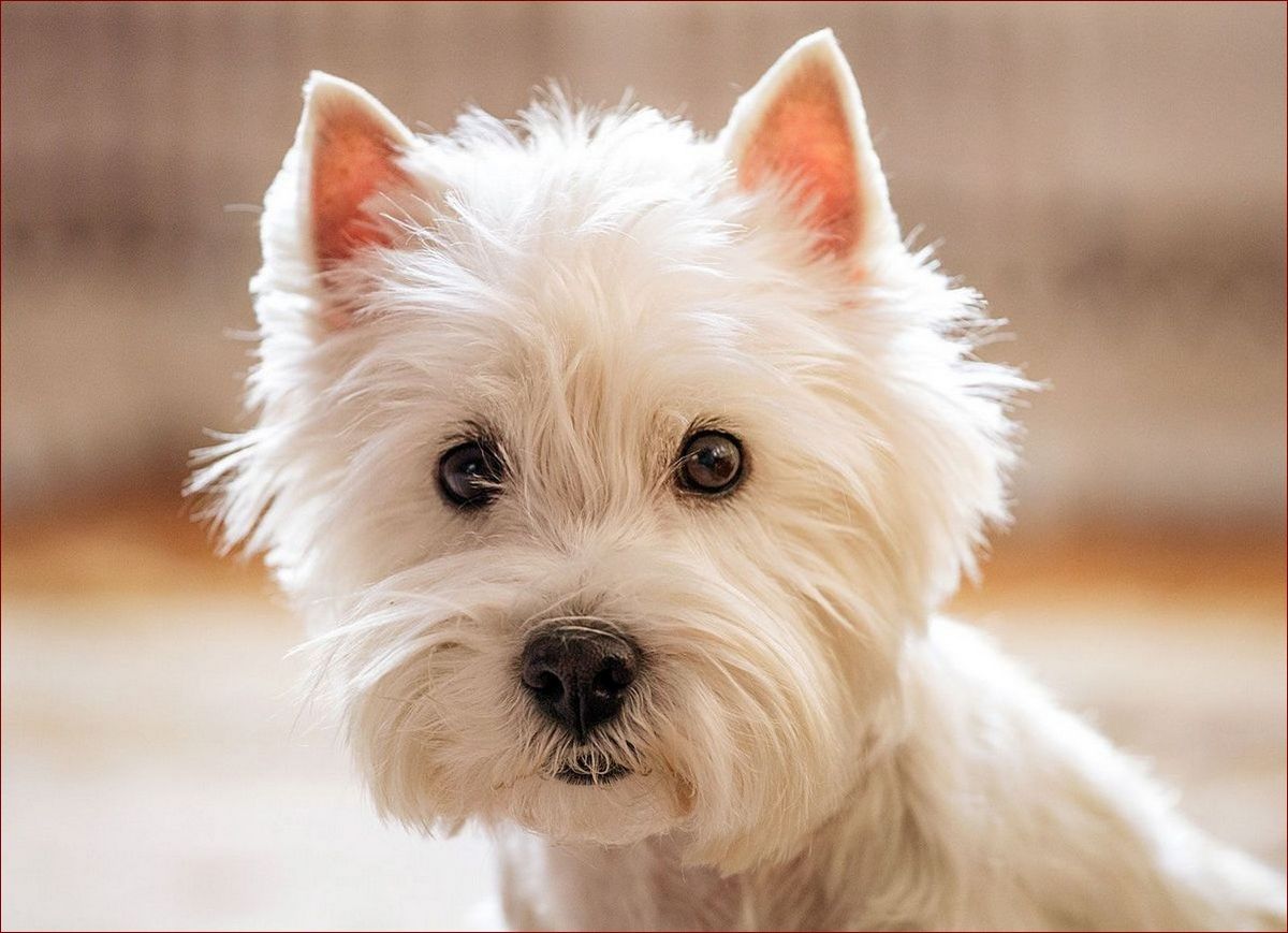 West Highland White Terrier Szczeniak: Mały Biały Cud Prosto ze Szkocji