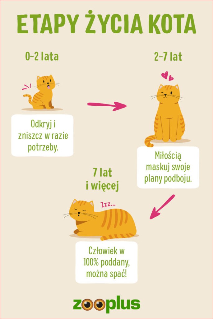 Wiek kota na ludzkie: Odkryj sekret długowieczności swojego pupila