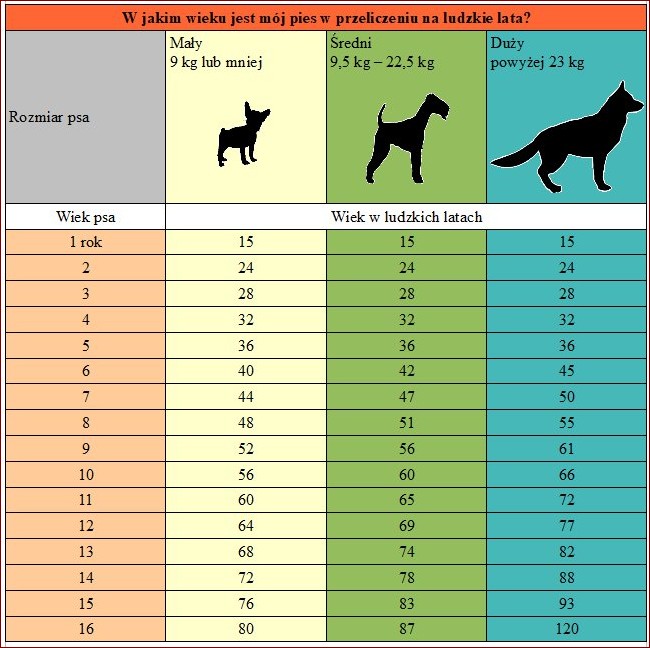 Wiek psa na ludzkie: Sekrety długowieczności Twojego czworonoga
