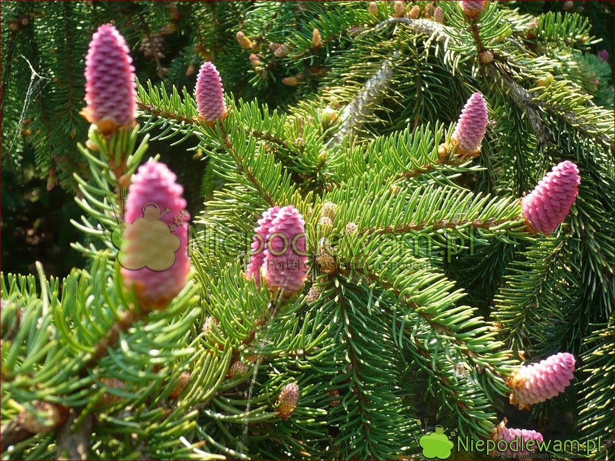 Świerk pospolity: Jak szybko rośnie to długowieczne drzewo iglaste?