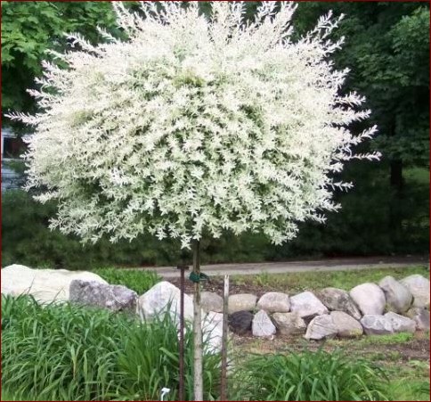 Wierzba hakuro aranżacje: Odkryj niezwykłe możliwości zwisającej rośliny
