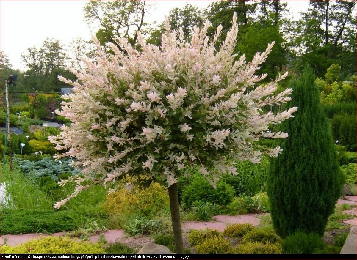 Wierzba hakuro na pniu - niezwykła ozdoba ogrodowa zapierająca dech w piersiach