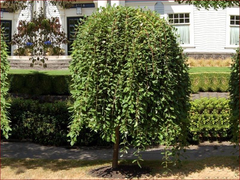 Wierzba iwa na pniu kiedy przycinać? Eksperci zdradzają tajemnice pielęgnacji!