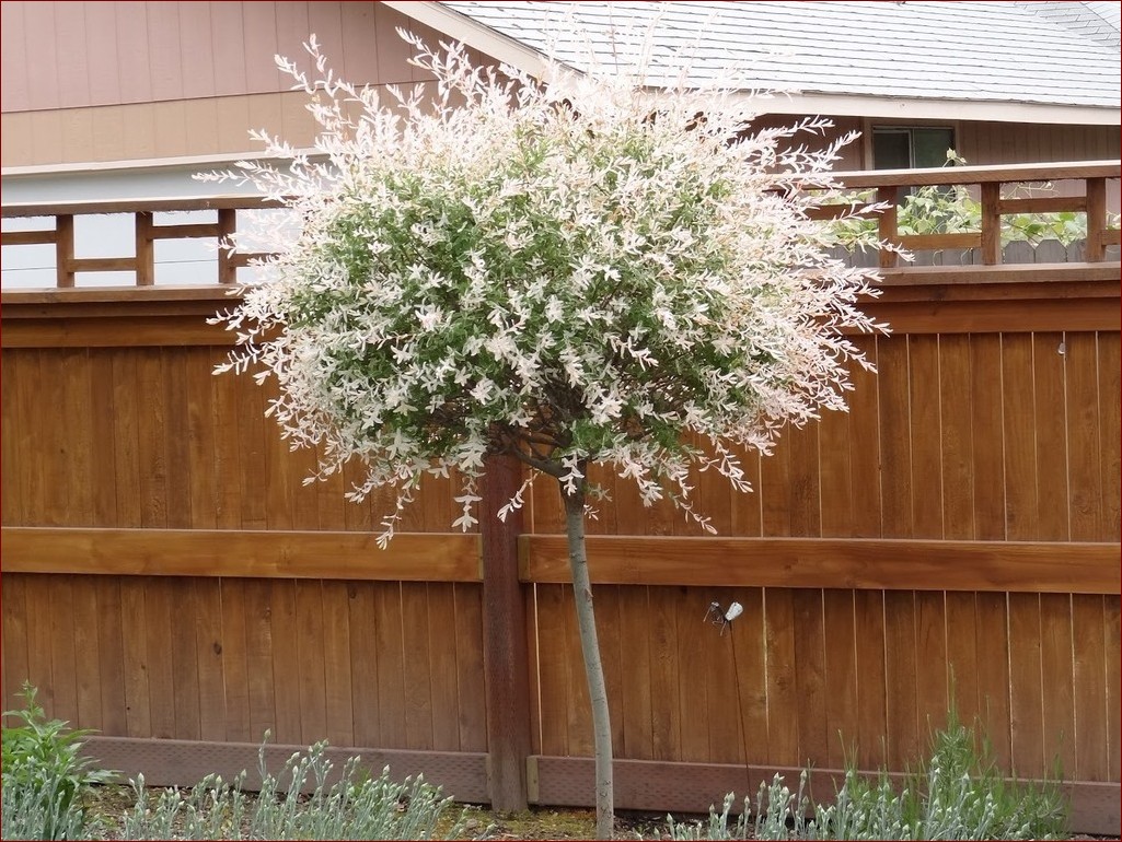 Wierzba japońska hakuro - magia malowniczych pędów z Kraju Kwitnącej Wiśni
