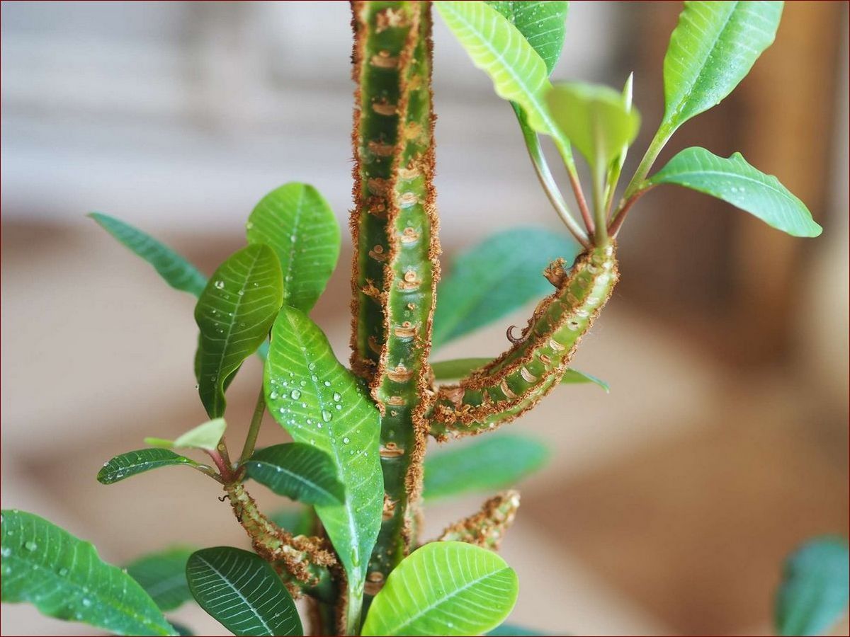 Wilczomlecz białounerwiony kwitnienie: Sekretny spektakl natury w Twoim domu