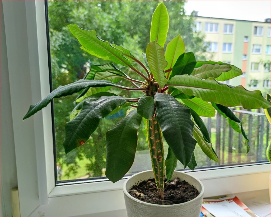 Wilczomlecz białounerwiony kwitnienie: Sekretny spektakl natury w Twoim domu