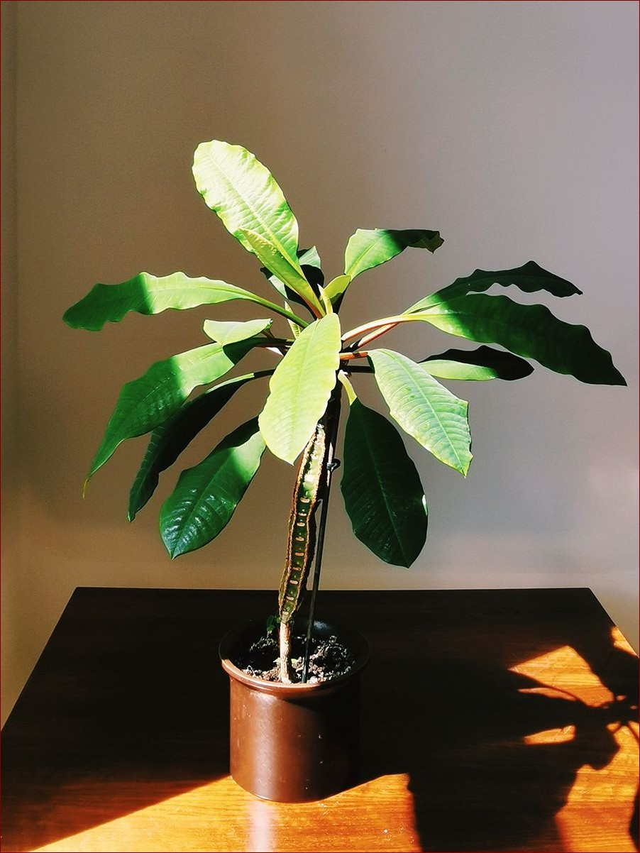 Wilczomlecz białounerwiony kwitnienie: Sekretny spektakl natury w Twoim domu