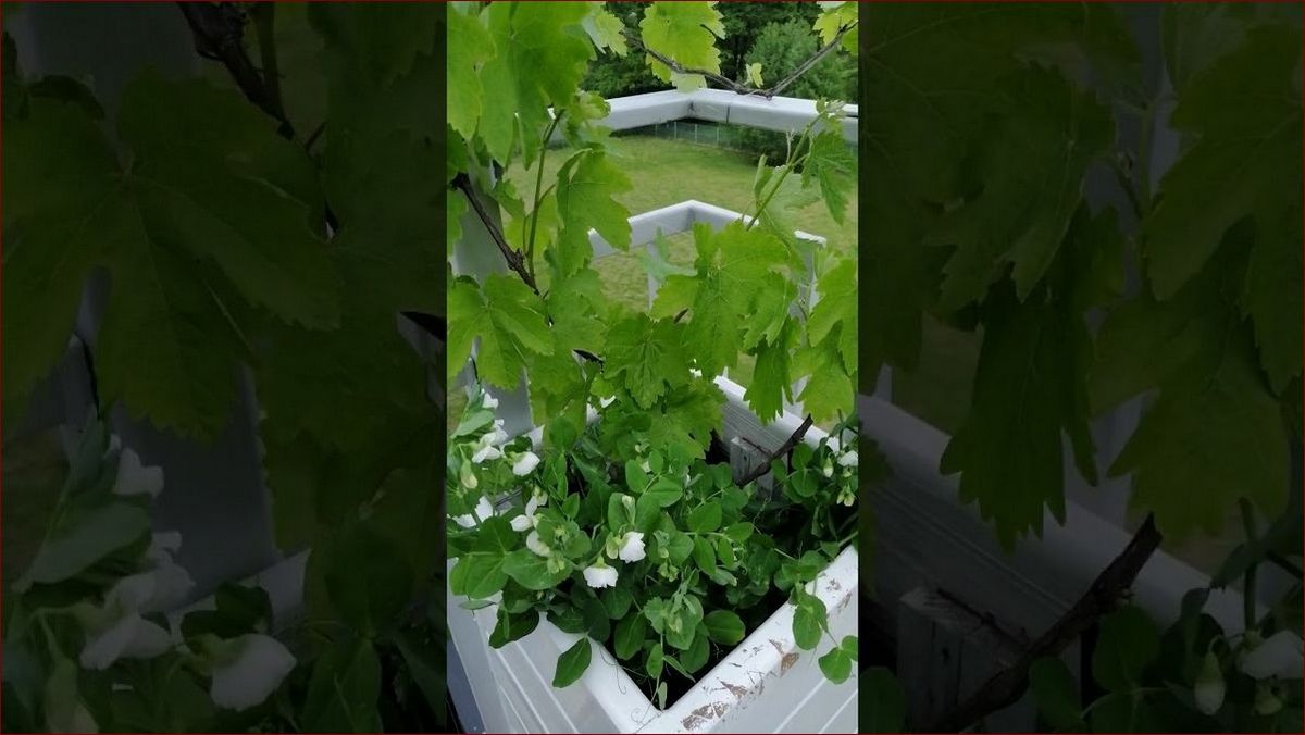 Winogrona na balkonie - naturalna skarbuica słodkich owoców w miejskim zaciszu