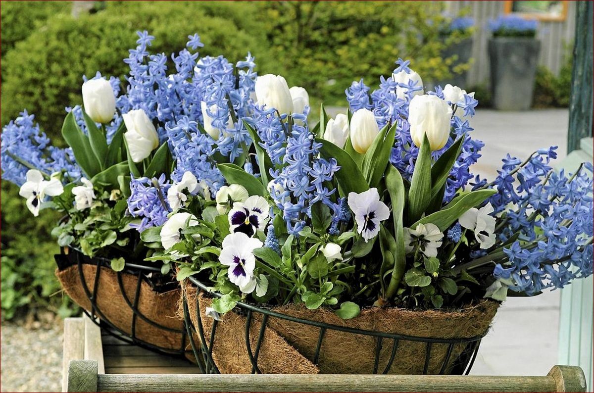 Wiosenne kwiaty doniczkowe: Pełne życia i koloru aranżacje do Twojego wnętrza