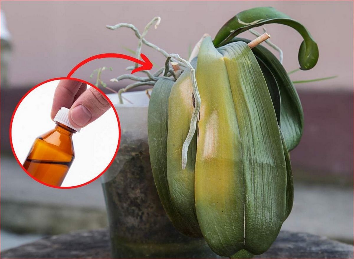 Woda z czosnkiem do storczyków - sekretny przepis na zdrowe i bujnie kwitnące rośliny