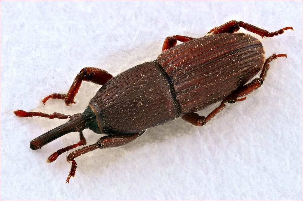 Wołek zbożowy w domu - Niesamowity sposób na domowy recykling i naturalny nawóz