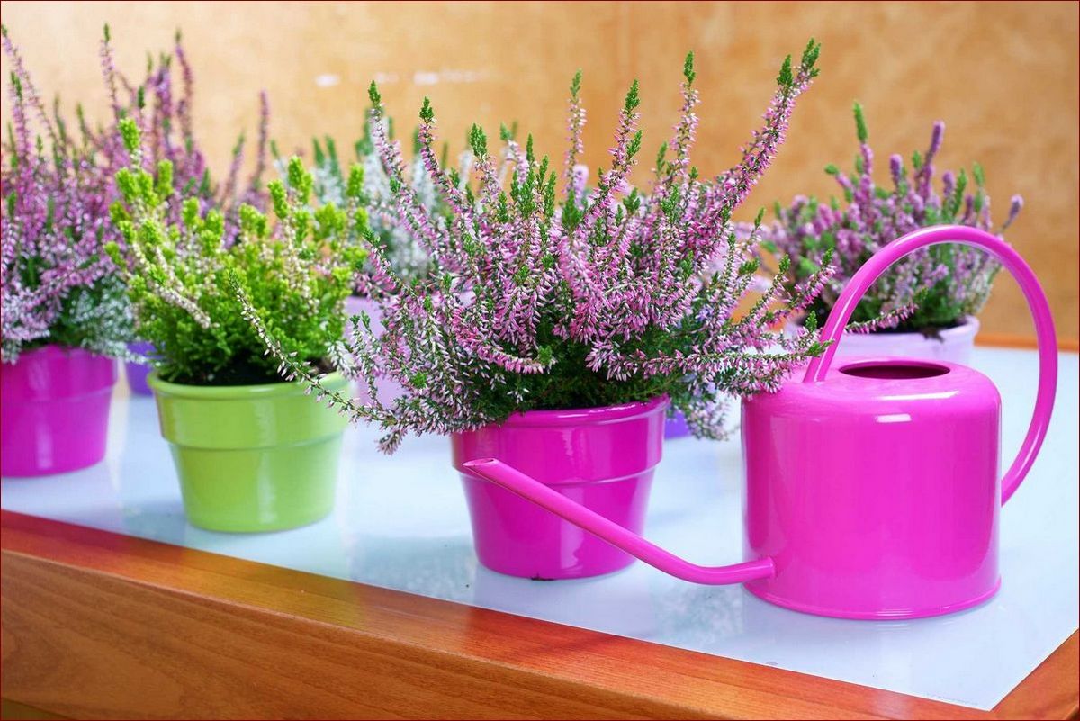 Wrzos w domu – sekrety pielęgnacji i rozmnażania tych pięknych krzewinek