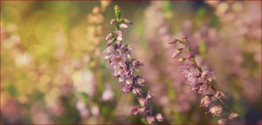 Wrzosy jak pielęgnować? Poznaj 10 kluczowych zasad obfitego kwitnienia