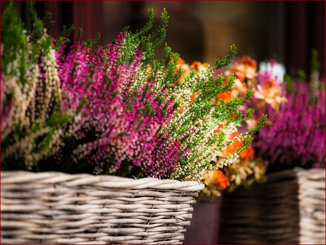 Wrzosy na balkonie - piękno i uroda przez cały sezon w 7 łatwych krokach!