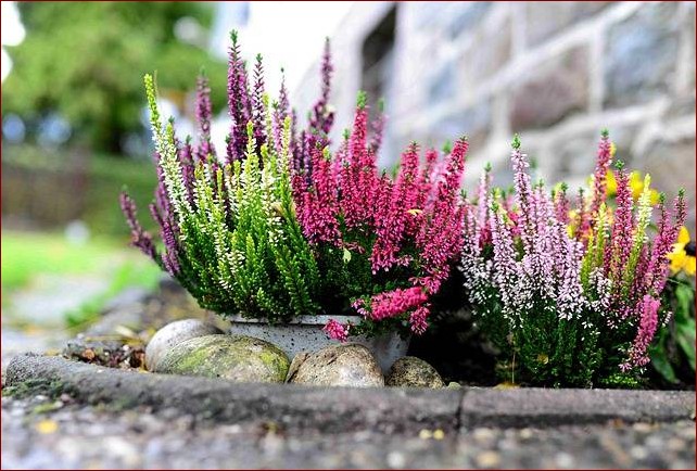 Wrzosy w doniczkach: Sekrety uprawy tych pięknych roślin krok po kroku