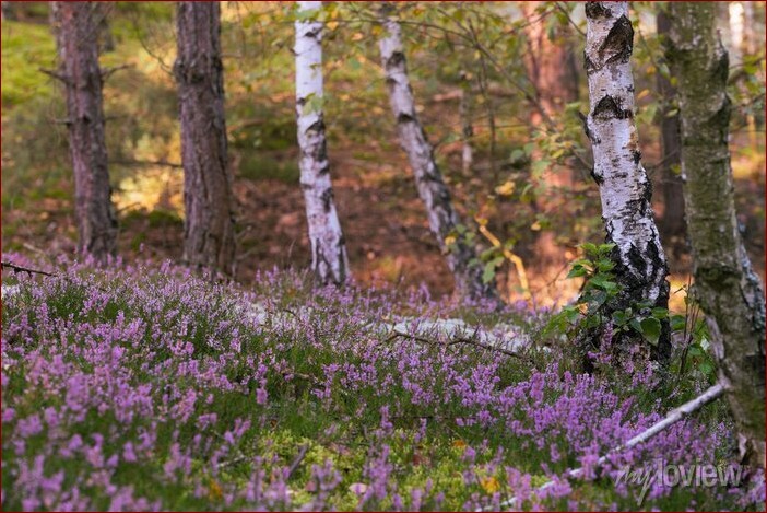 Wrzosy w lesie – Nieoceniona rola tych wiecznie zielonych krzewinek