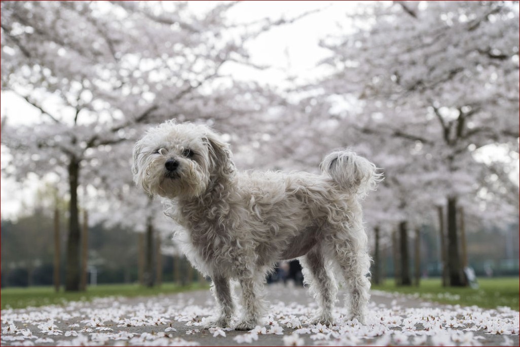 Wszystkie rasy psów - poznaj setki niesamowitych czworonogów