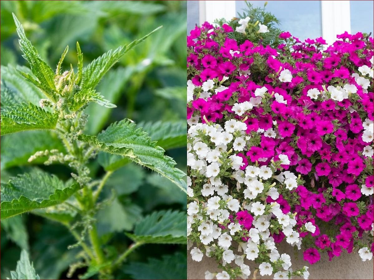 Wyciąg z pelargonii - naturalny skarb zdrowia i piękna ukryty w ogrodzie