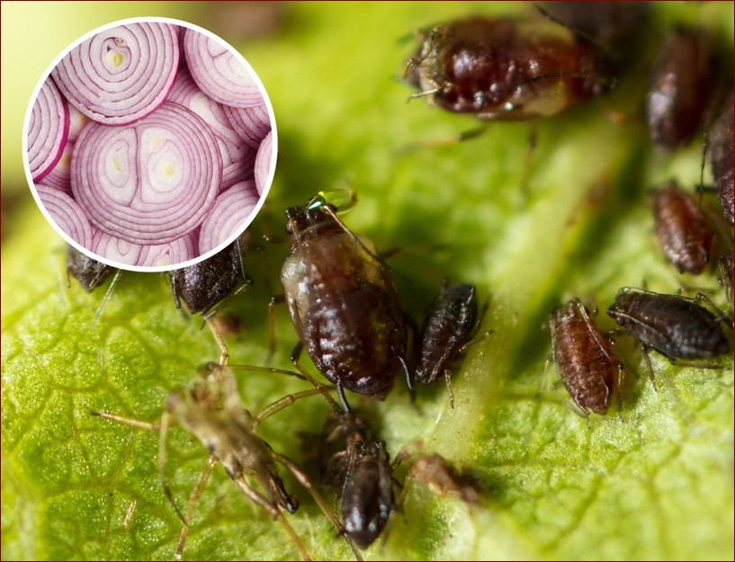 Wywar z cebuli na mszyce: Prosty i naturalny sposób na pozbycie się szkodników