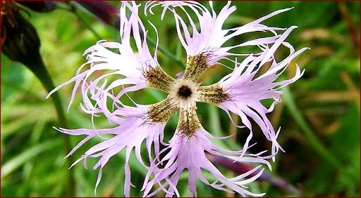 Zagrożone Rośliny w Polsce - Odkryj Ginące Skarby Naszej Przyrody