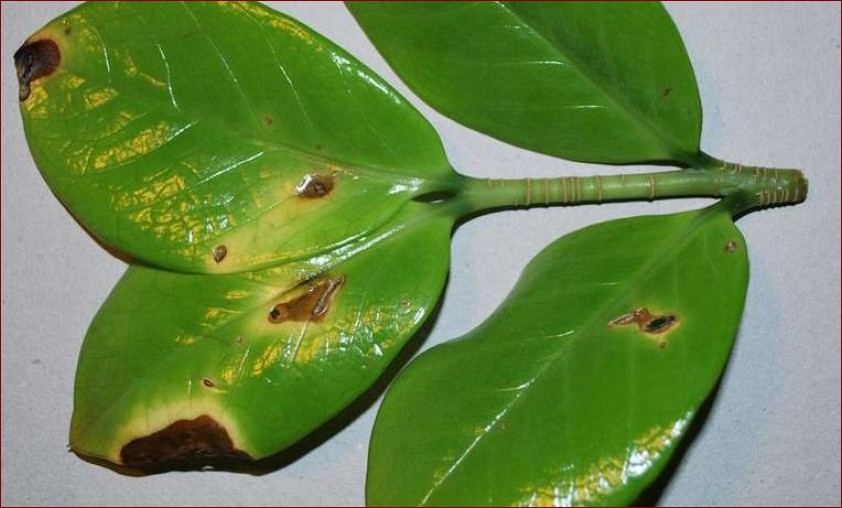 Zamiokulkas choroby liści: SOS dla Twojej żelaznej rośliny!