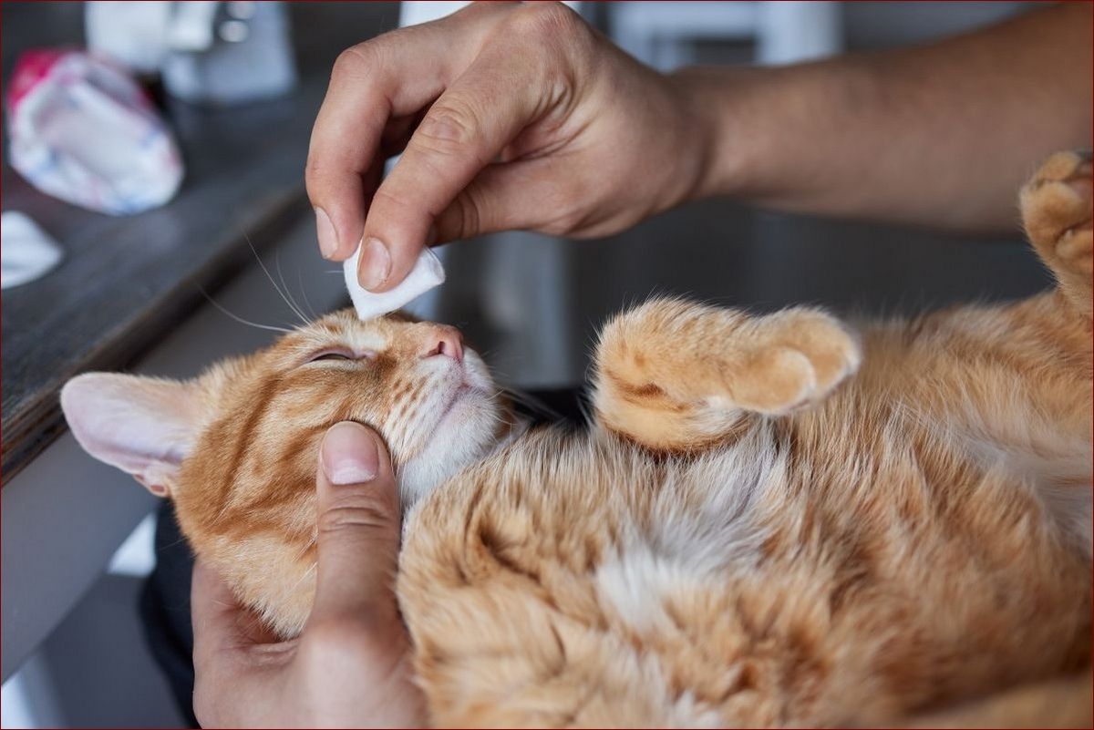 Zapalenie oka u kota - poznaj przyczyny, objawy i skuteczne sposoby leczenia