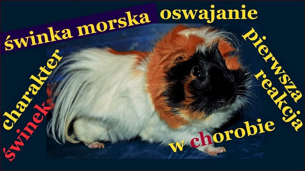 Zdjęcia świnek morskich - uwiecznij urok i radość tych uroczych stworzeń