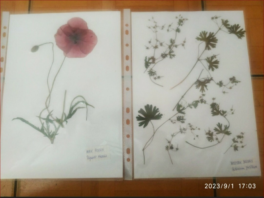 Zielnik szkolny - nazwy roślin, które musisz znać! Niezawodny przewodnik