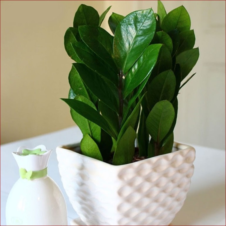 Zielone kwiaty doniczkowe - naturalne piękno i czyste powietrze w Twoim domu