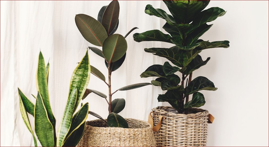 Zielone kwiaty doniczkowe - naturalne piękno i czyste powietrze w Twoim domu