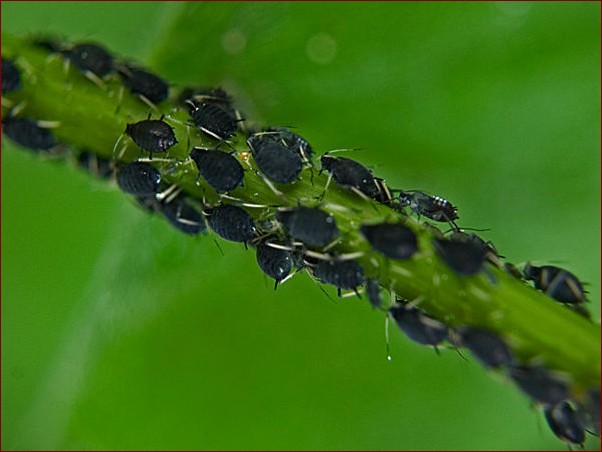 Zielone robaczki na kwiatach - poznaj je i dowiedz się, jak się ich pozbyć!
