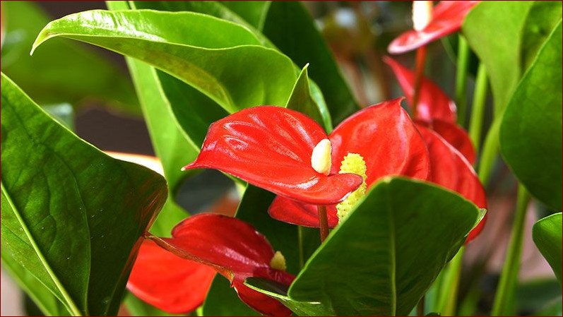 Ziemia do anturium - poznaj tajniki idealnego podłoża dla kwitnących róż