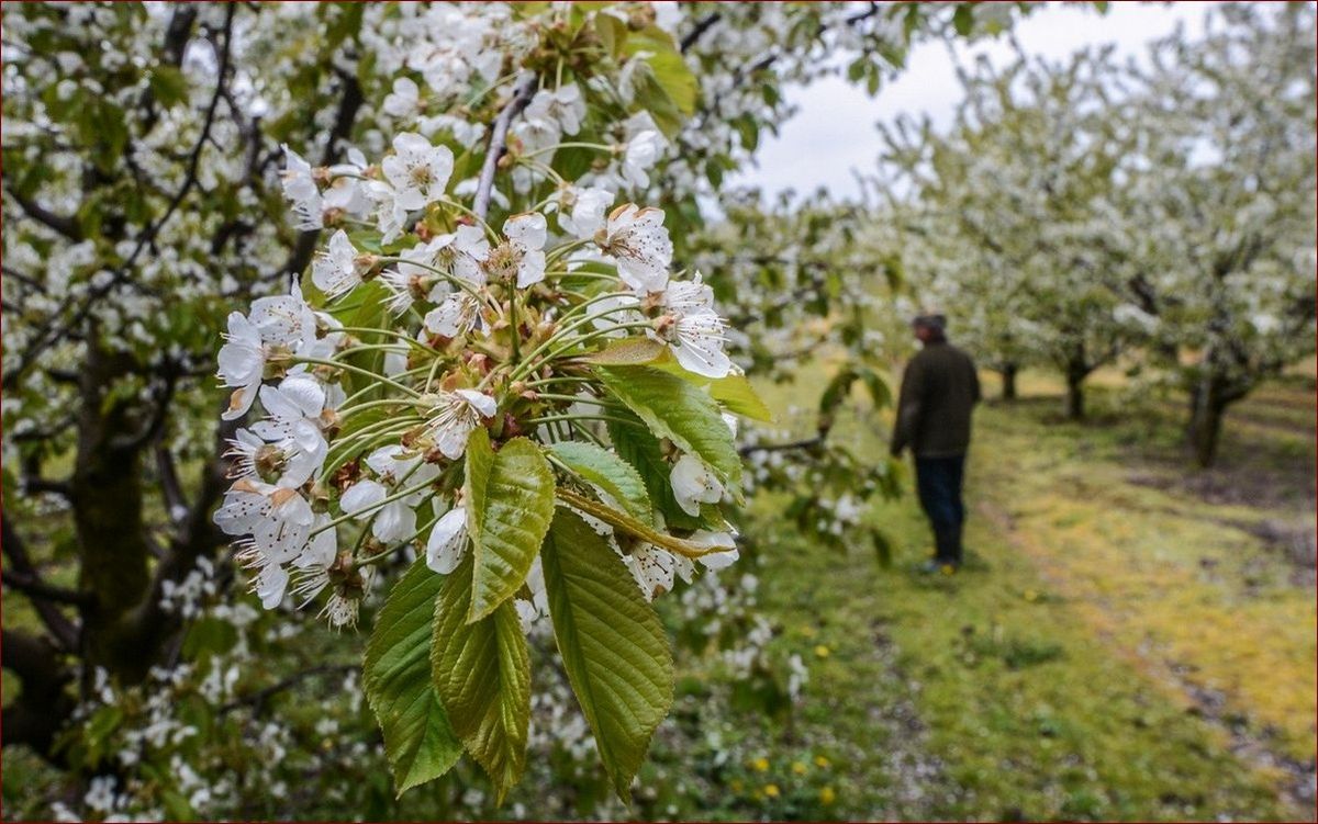 Zimna zośka kiedy? Poznaj daty początku mrozów w Polsce i ich skutki dla natury