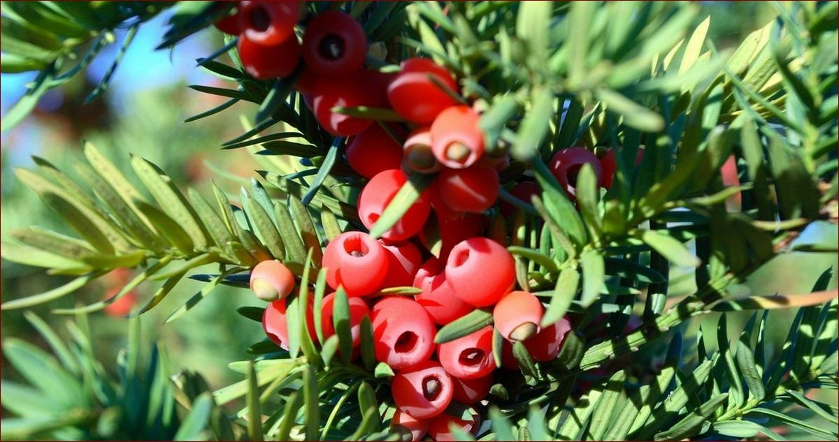 Zimozielone na pniu - Zielona Oaza Przez Cały Rok! Odkryj Sekrety Tych Niezwykłych Roślin