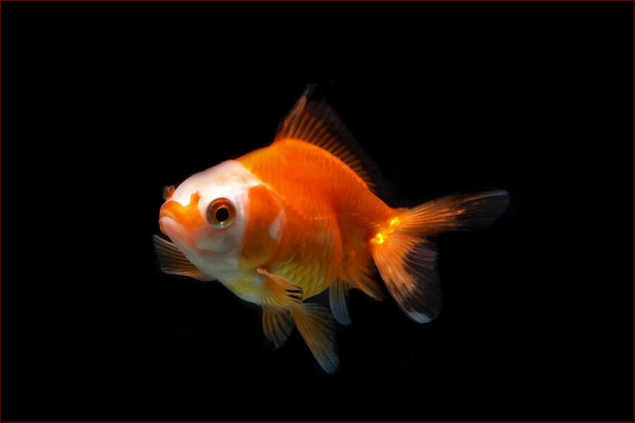 Złota rybka w akwarium - Kompletny przewodnik dla początkujących i doświadczonych
