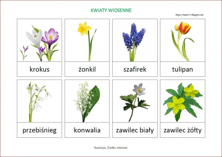 Zwiastuny wiosny - pierwsze wiosenne kwiaty wyprzedzające nadejście nowej pory roku