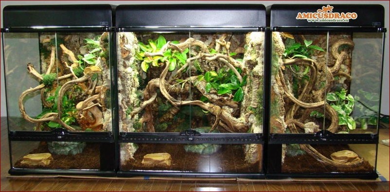 Zwierzęta do terrarium - odkryj niesamowity świat egzotycznych stworzeń w domowym zaciszu