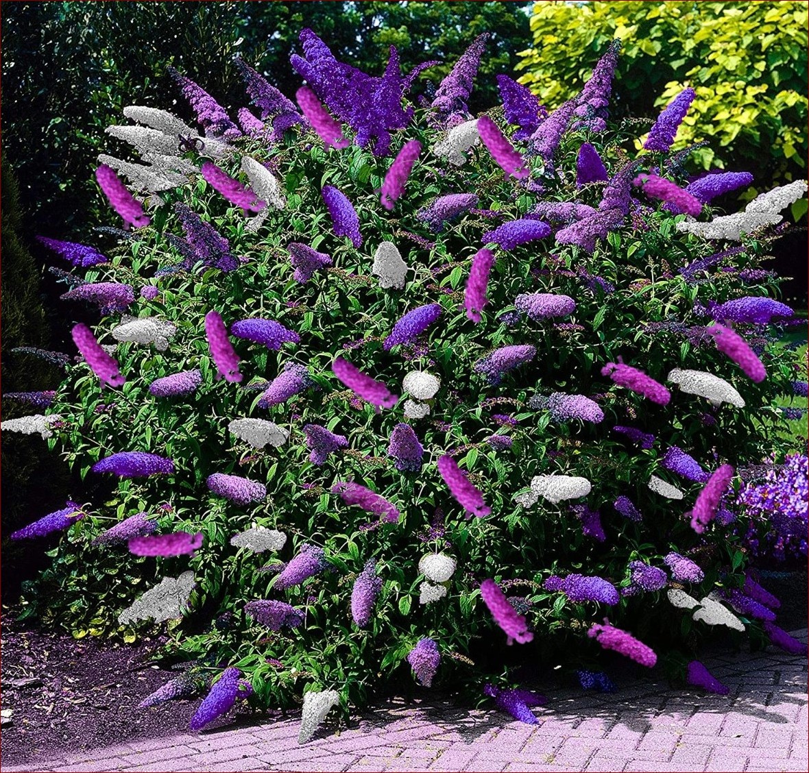 Budleja kiedy sadzić? Poznaj kluczowe terminy i porady dla ogrodu pełnego kwiatów